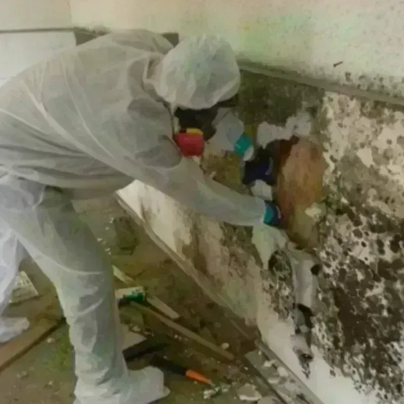 Mold Remediation and Removal in Spencer, TN